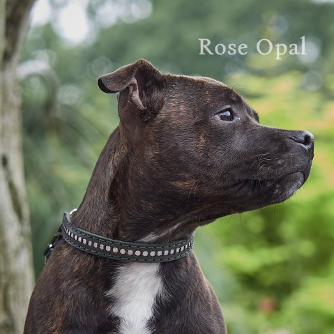 Quand le design rencontre la fonctionnalité – des colliers testés dans la vraie vie