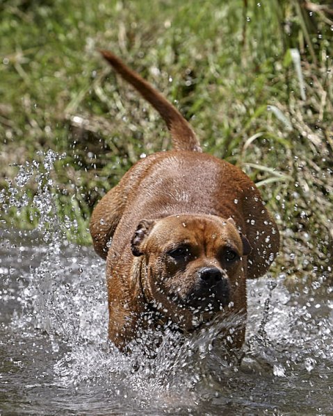 Psi a horko: Co by měl vědět každý pejskař v létě?