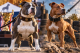 American Pit Bull Terrier vs American Staffordshire Terrier: What's the Real Difference?