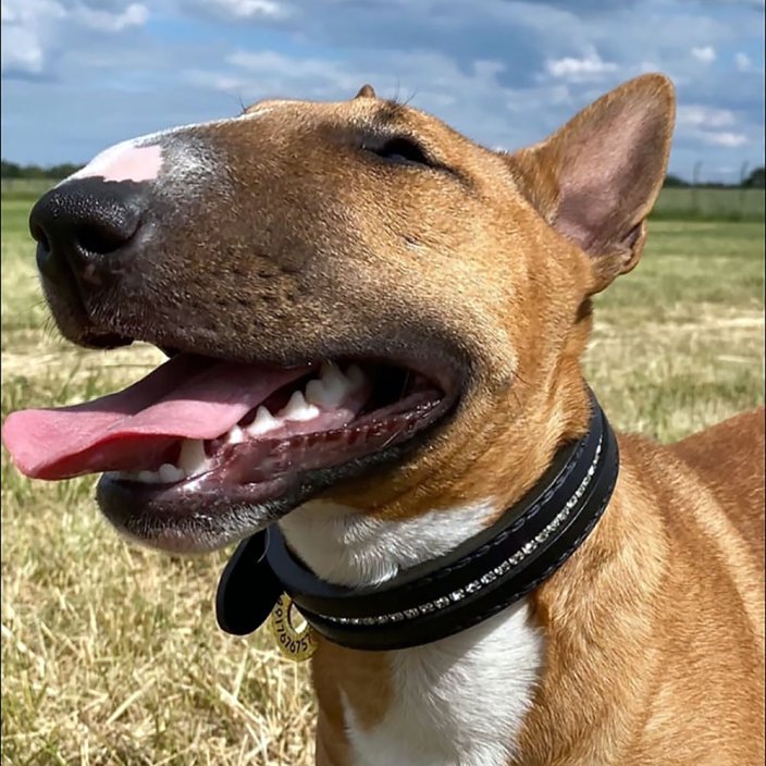 Classic Swarovski Collar