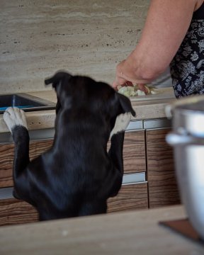 🐾 Why does my dog follow me everywhere?