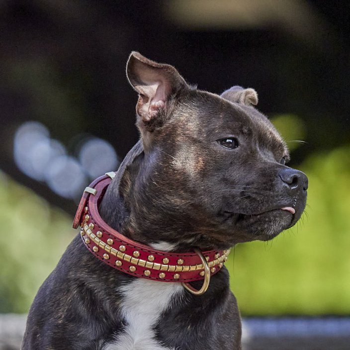 Collier Classique Beefy Bang Bang