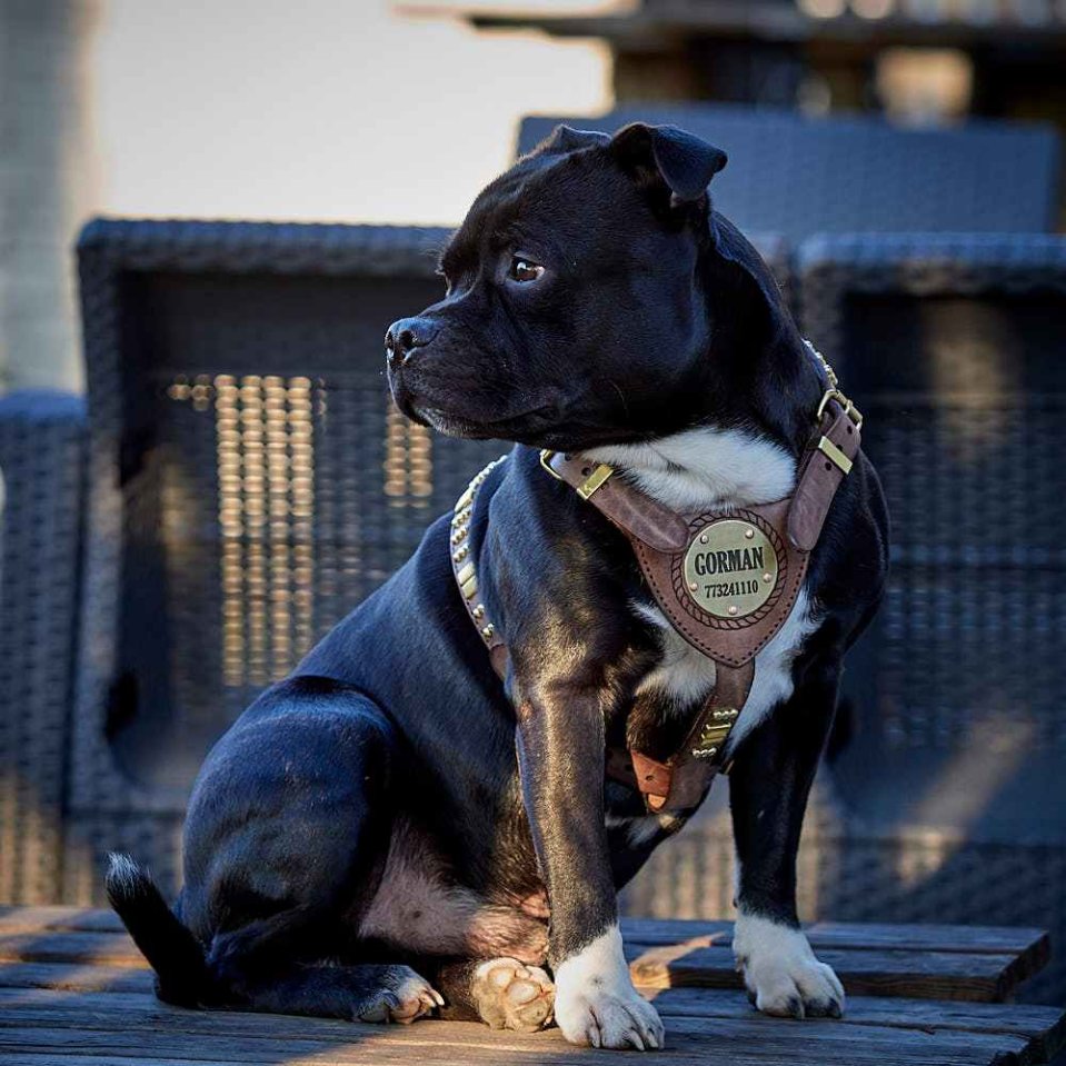 Harnais ou collier pour chien – Lequel choisir pour votre chien ?