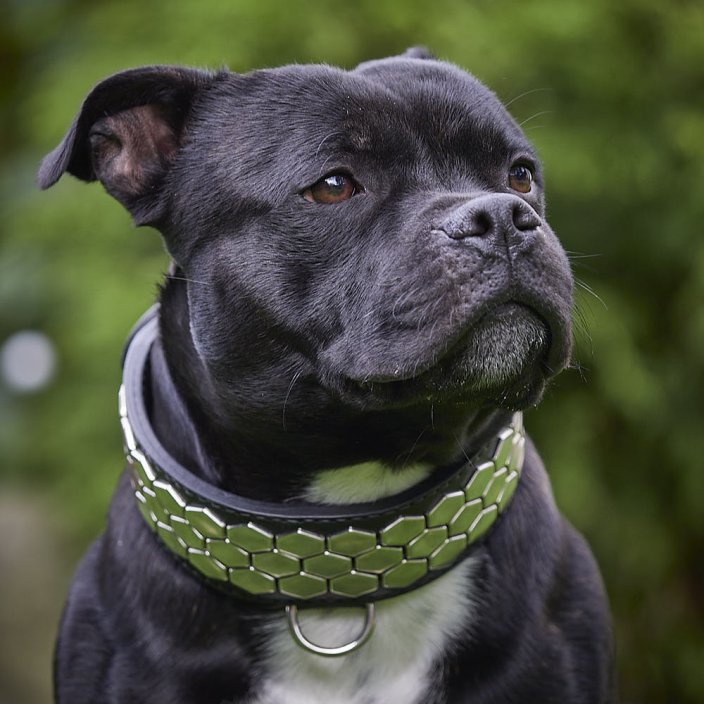 Hexagon Classic Collar Hexagon Classic Collar
