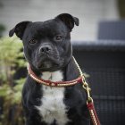 Leads and Brace Fittings