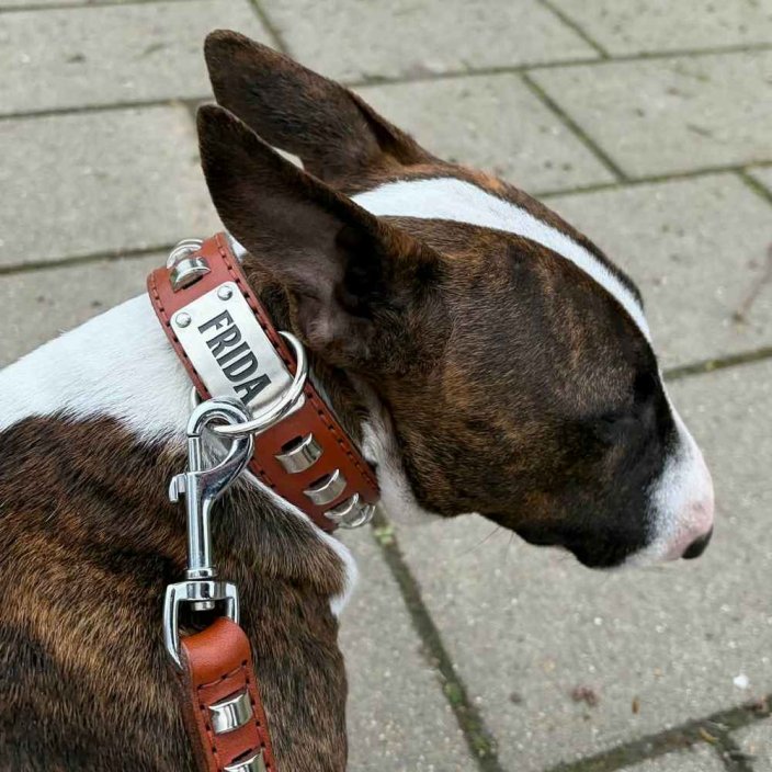 Goliash collar and Bull Terrier
