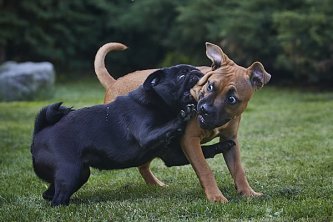 Mon chien, mes règles ! Mon toutou choisit ses propres potes. 🐾😎 Mon chien, mes règles ! Mon toutou choisit ses propres potes. 🐾😎