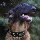 Collars for Greyhounds