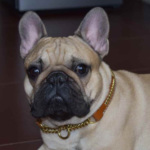French Bulldog – jaký obojek opravdu potřebuje?