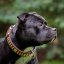 Brotherhood Classic Collar Brotherhood Classic Collar