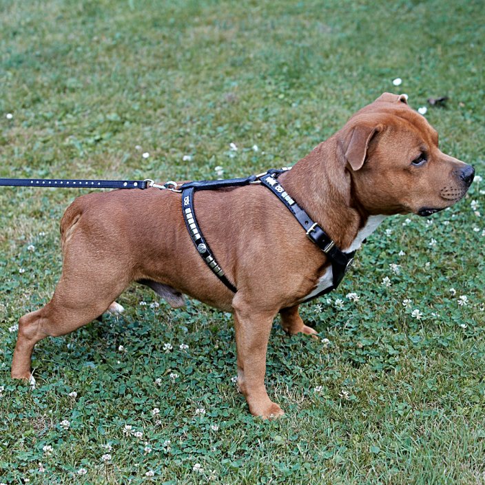 My Hero Harness My Hero Harness