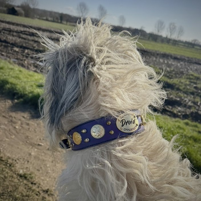 Greyhounds collar Noble Mod