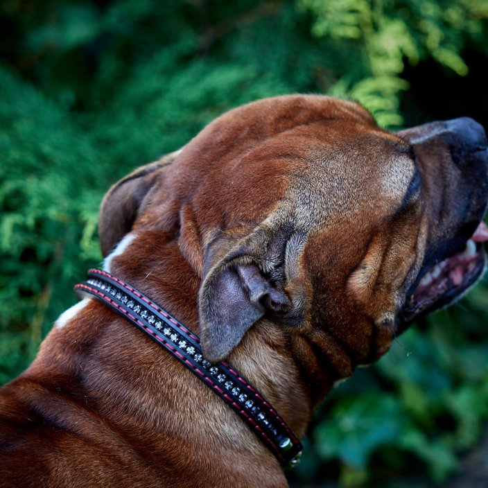 Classic Swarovski Collar