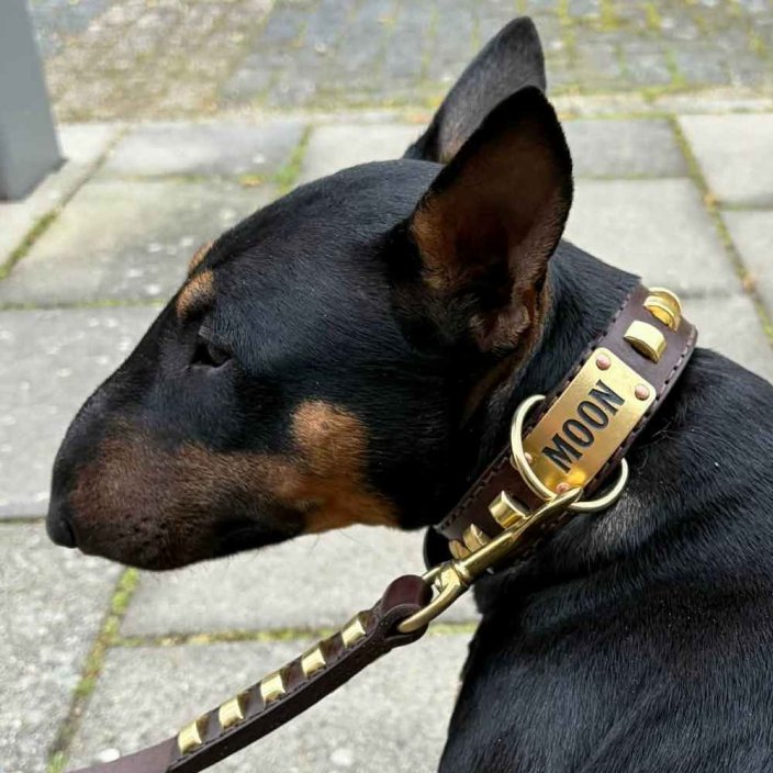 Goliash Lead and Bull Terrier