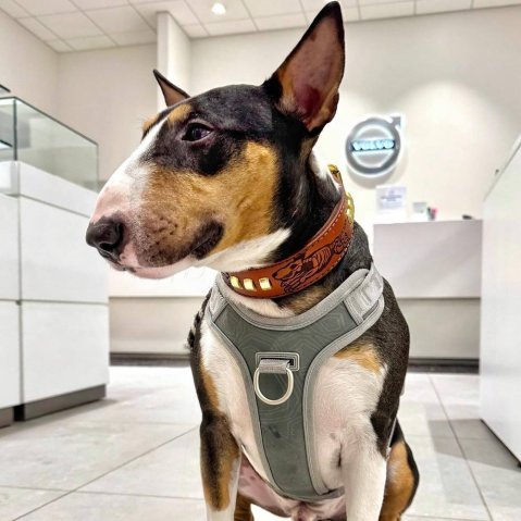 Quelle est la différence entre les colliers pour chiens à poil court et à poil long ?