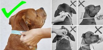 puppy-staffy-collar-size-chart-slade-czech puppy-staffy-collar-size-chart-slade-czech