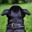 Classic Shine Paw Collar Classic Shine Paw Collar