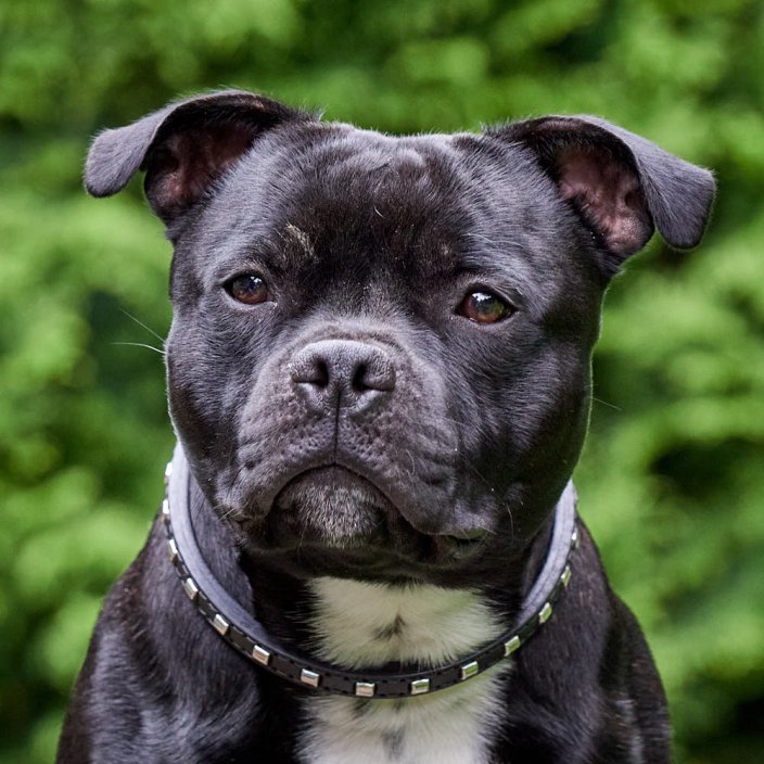 Dapper Half Check Collar
