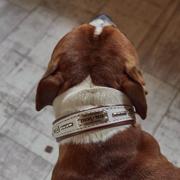 Funky Paws Classic Collar Funky Paws Classic Collar