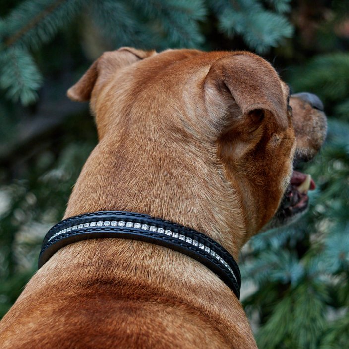 Swarovski Collar