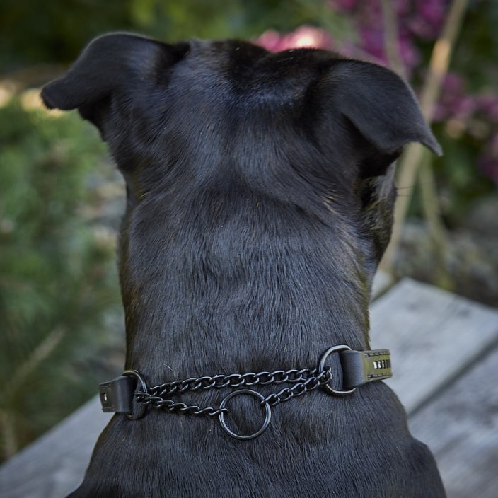 Dazzle Stone Half Check Collar Dazzle Stone Half Check Collar