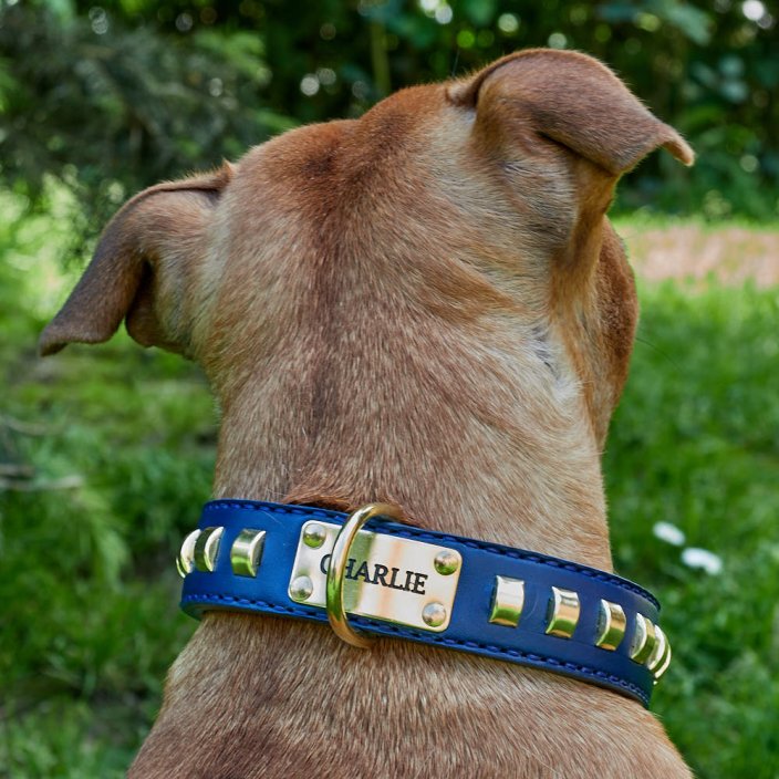 Classic Goliash Collar Classic Goliash Collar