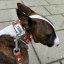 Goliash collar and Bull Terrier Goliash collar and Bull Terrier