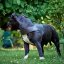 Britannia Leather Dog Harness