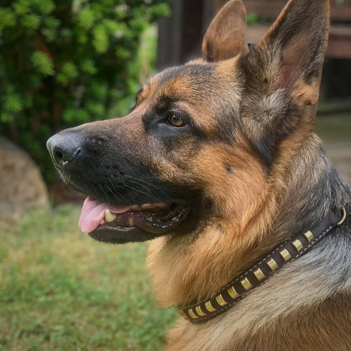 Chained Hot Shot Half Check Collar Chained Hot Shot Half Check Collar
