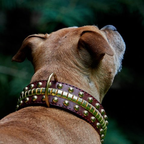 How Wide Should a Dog Collar Be? The Right Width for Every Dog
