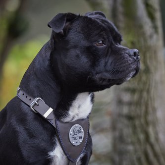 Harnais ou collier pour chien – Lequel choisir pour votre chien ? Harnais ou collier pour chien – Lequel choisir pour votre chien ?