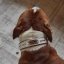 Funky Paws Classic Collar Funky Paws Classic Collar