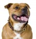 Why show your dog in an original Staffie leather collar?