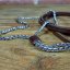 Snake Show Collars