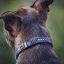 Classic Swarovski Staffy Collar Classic Swarovski Staffy Collar