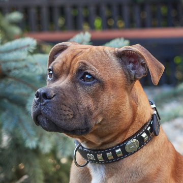 Obojek pro Stafíka: jak vybrat správnou šířku, délku a kůži