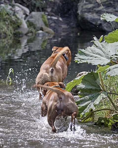 Psi a horko: Co by měl vědět každý pejskař v létě?