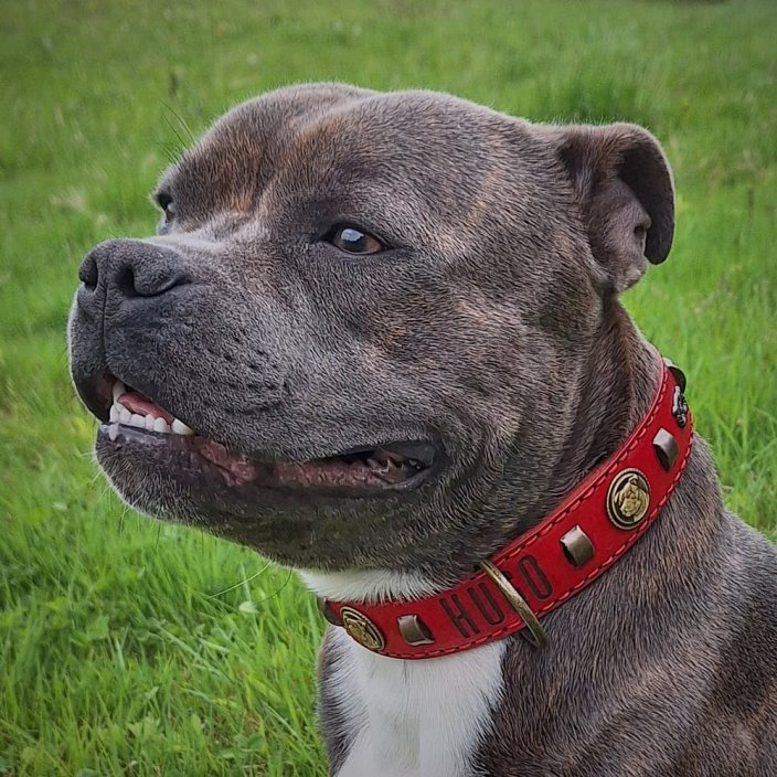 Vintage Paws Classic Collar