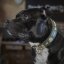 Wild Animal Classic Collar