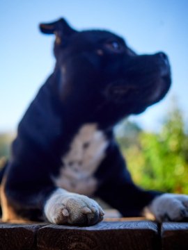 How to Take Care of Your Dog's Paws – With a Dash of Humor