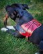 How to Choose a Leather Dog Harness: Britannia, My Hero or Gladiator?