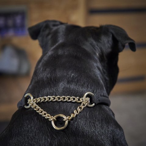 Comment choisir un collier pour staffie stylé, solide et confort?