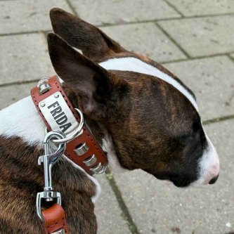 Bull Terrier Bull Terrier