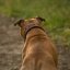 Jolly Jumper Collar Jolly Jumper Collar