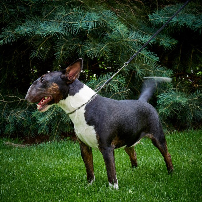 Snake Show Collars