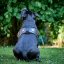 Britannia Leather Dog Harness