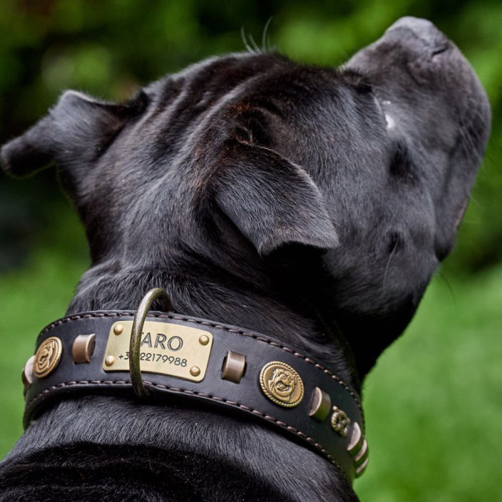 Renegade Classic Collar