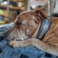 Big Clincher Classic Collar