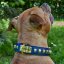 Classic Goliash Collar Classic Goliash Collar