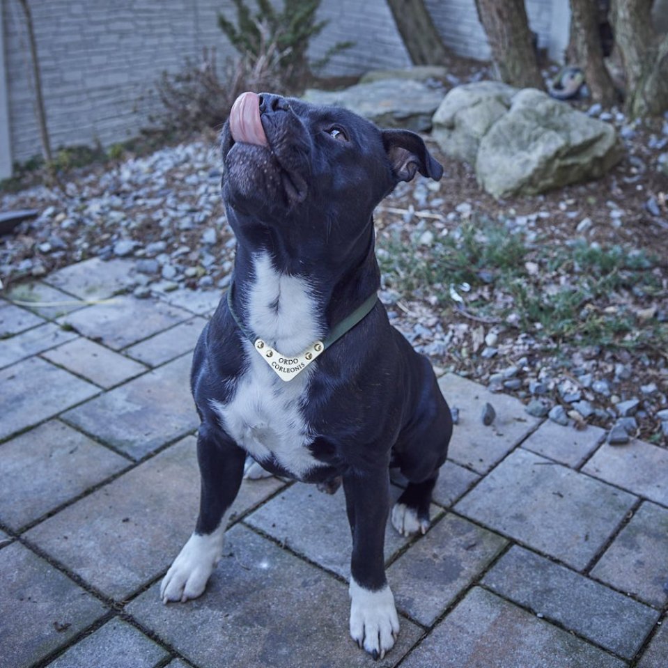 Quand le design rencontre la fonctionnalité – des colliers testés dans la vraie vie